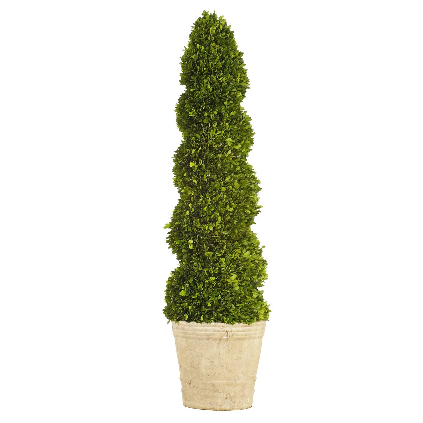 An image of Winward Boxwood Spiral Topiary