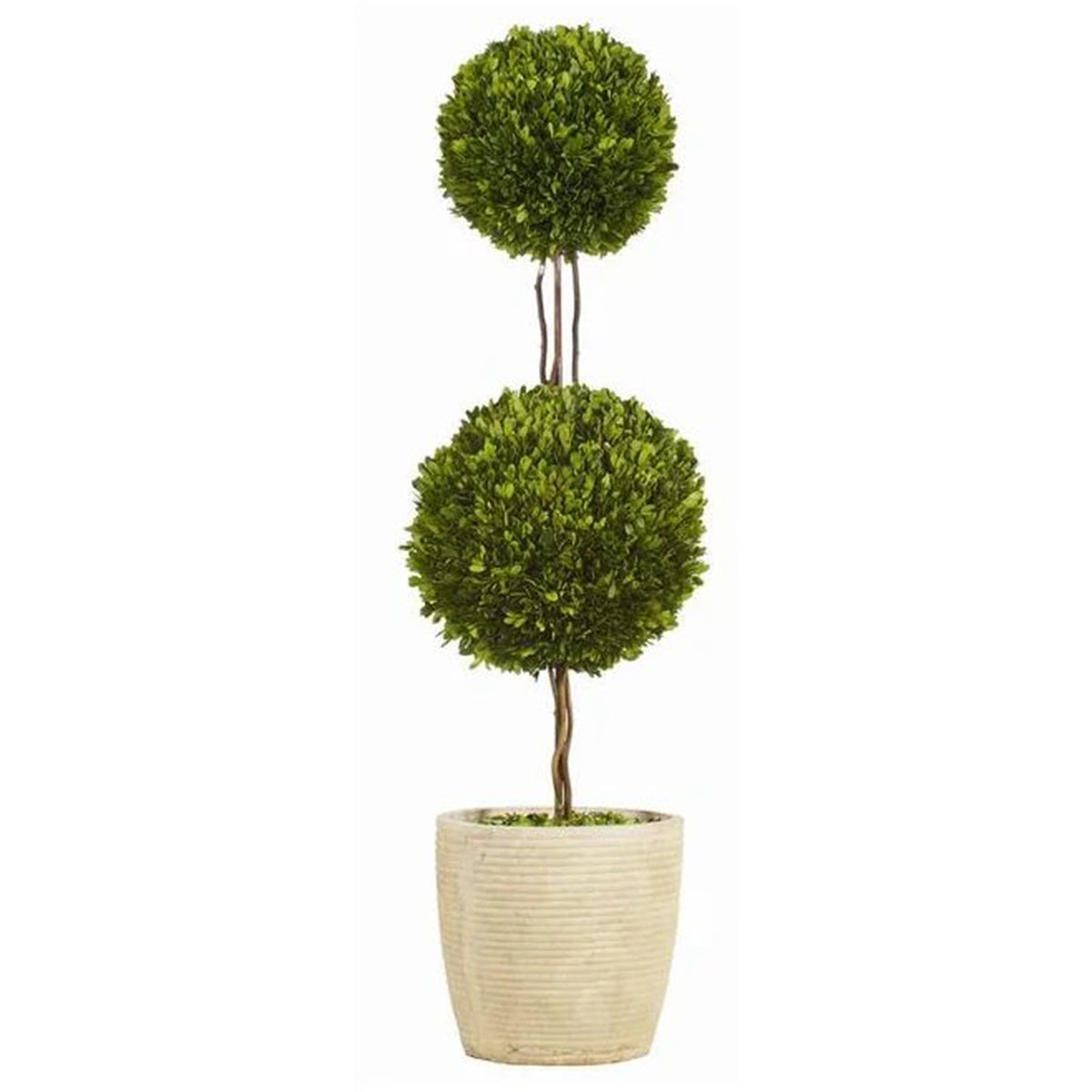 An image of Winward Double Ball Boxwood Topiary