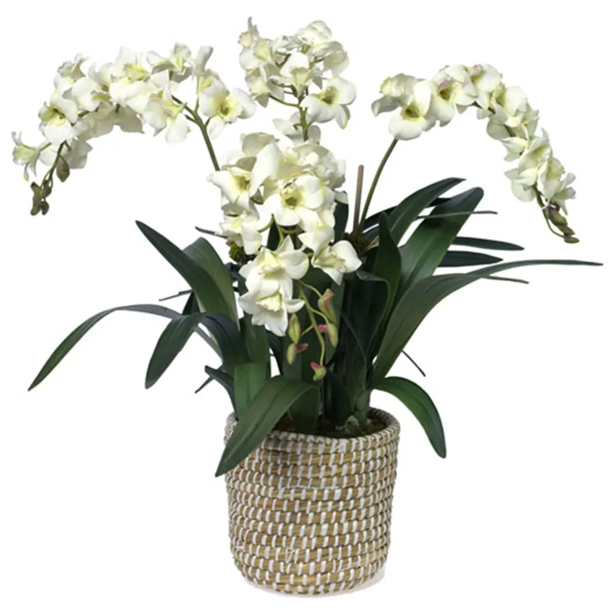 An image of Diane James White Dendrobium Orchid in Basket