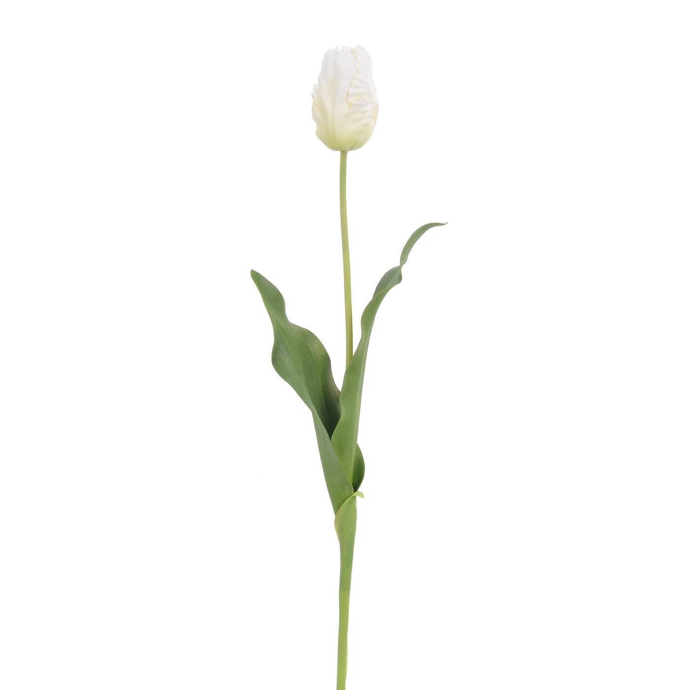 An image of WINWARD TULIP PARROT BUD 22.5 ft  WHITE