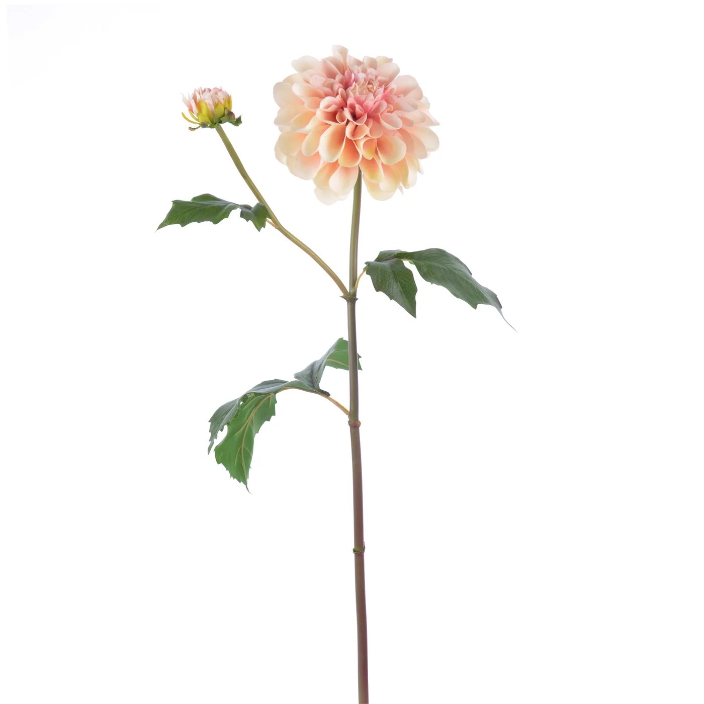 An image of Winward 25" Dahlia