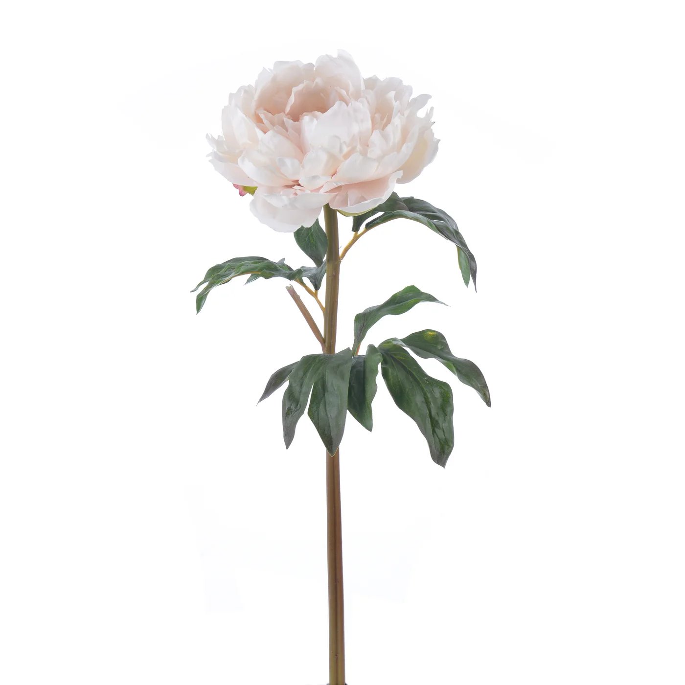 Winward 20.5" Peony