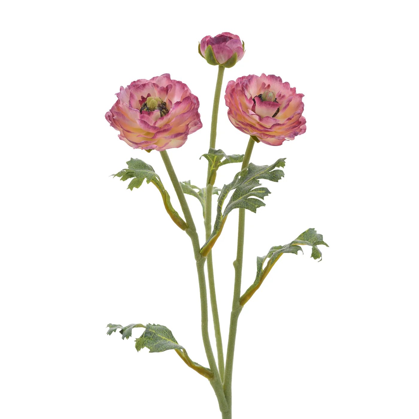 An image of Winward 18.5" Open Ranunculus