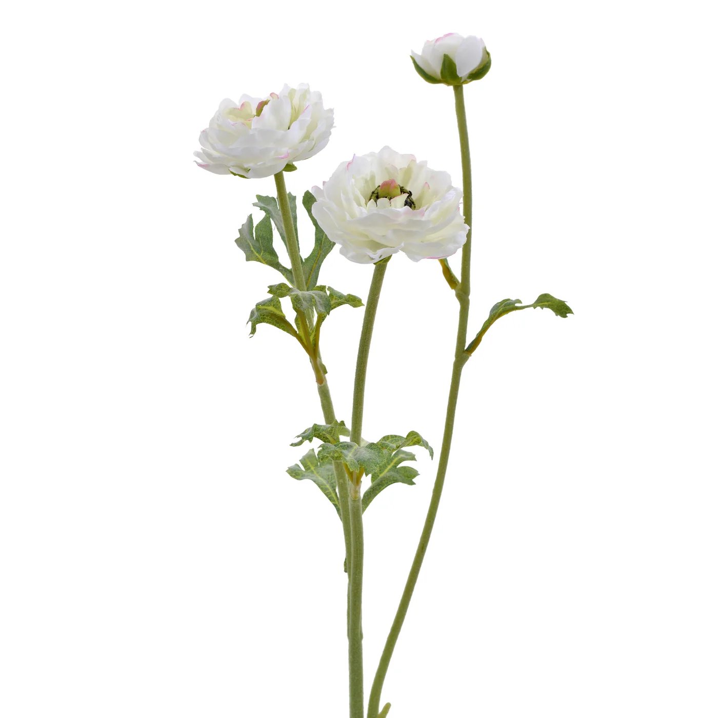 An image of Winward 18.5" Open Ranunculus