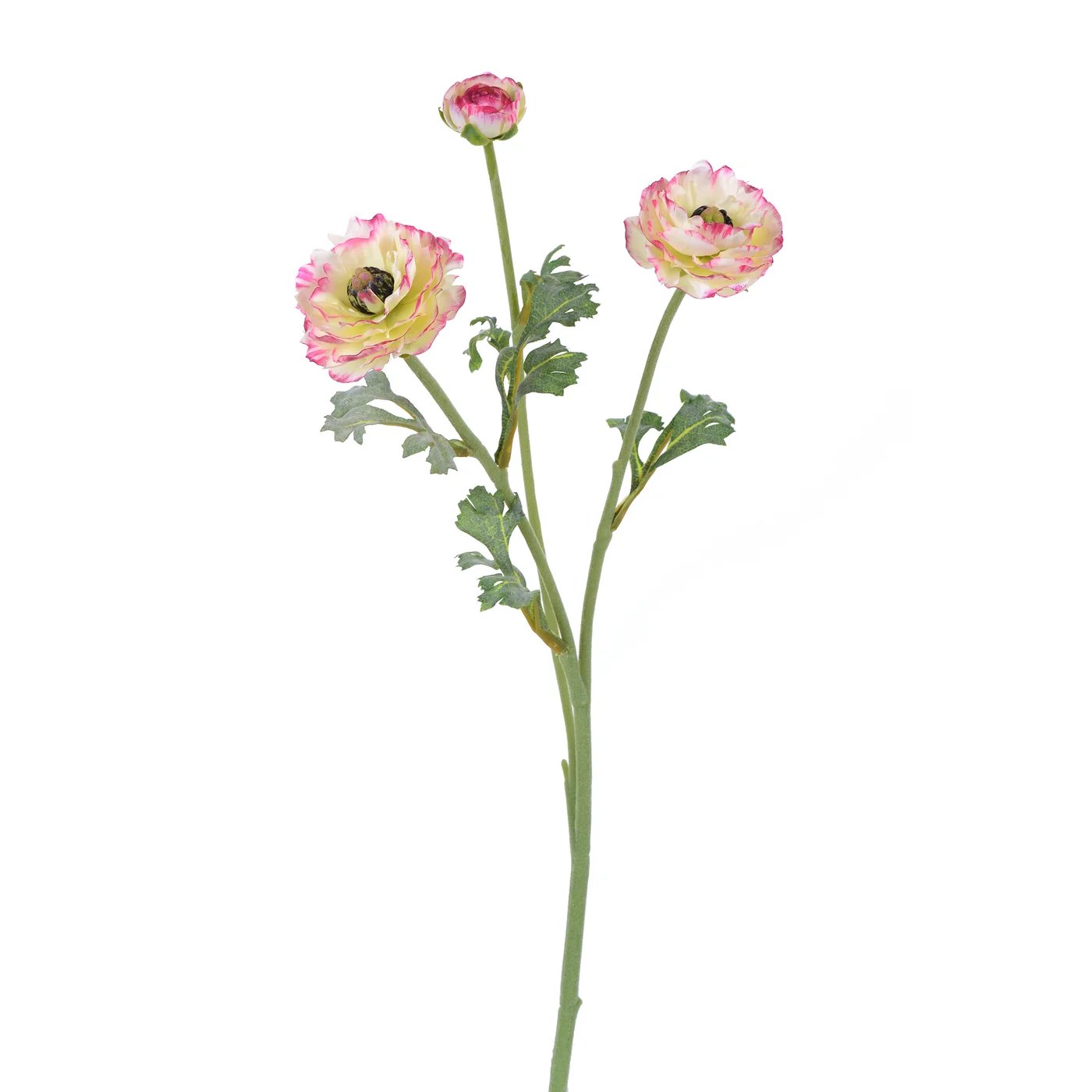 Winward 18.5" Open Ranunculus