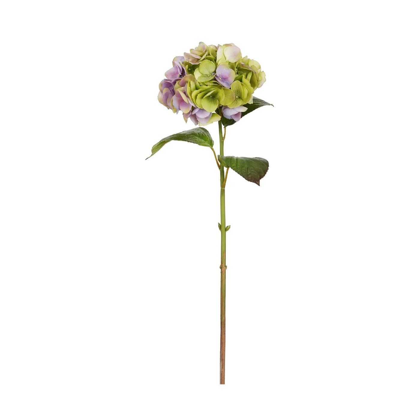 An image of Winward 29" Hydrangea