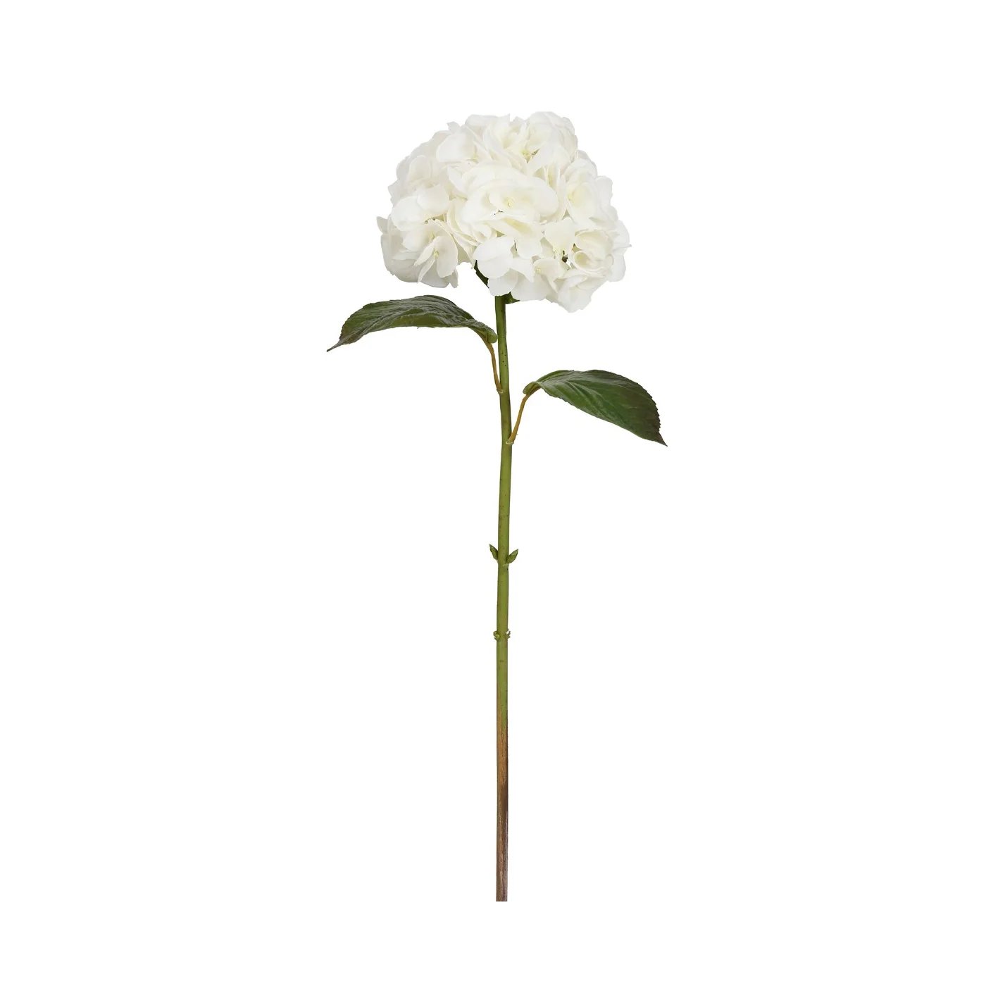 An image of Winward 29" Hydrangea