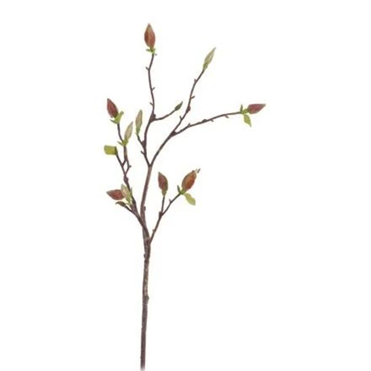 An image of Winward Natural Magnolia Tree Bud Branch