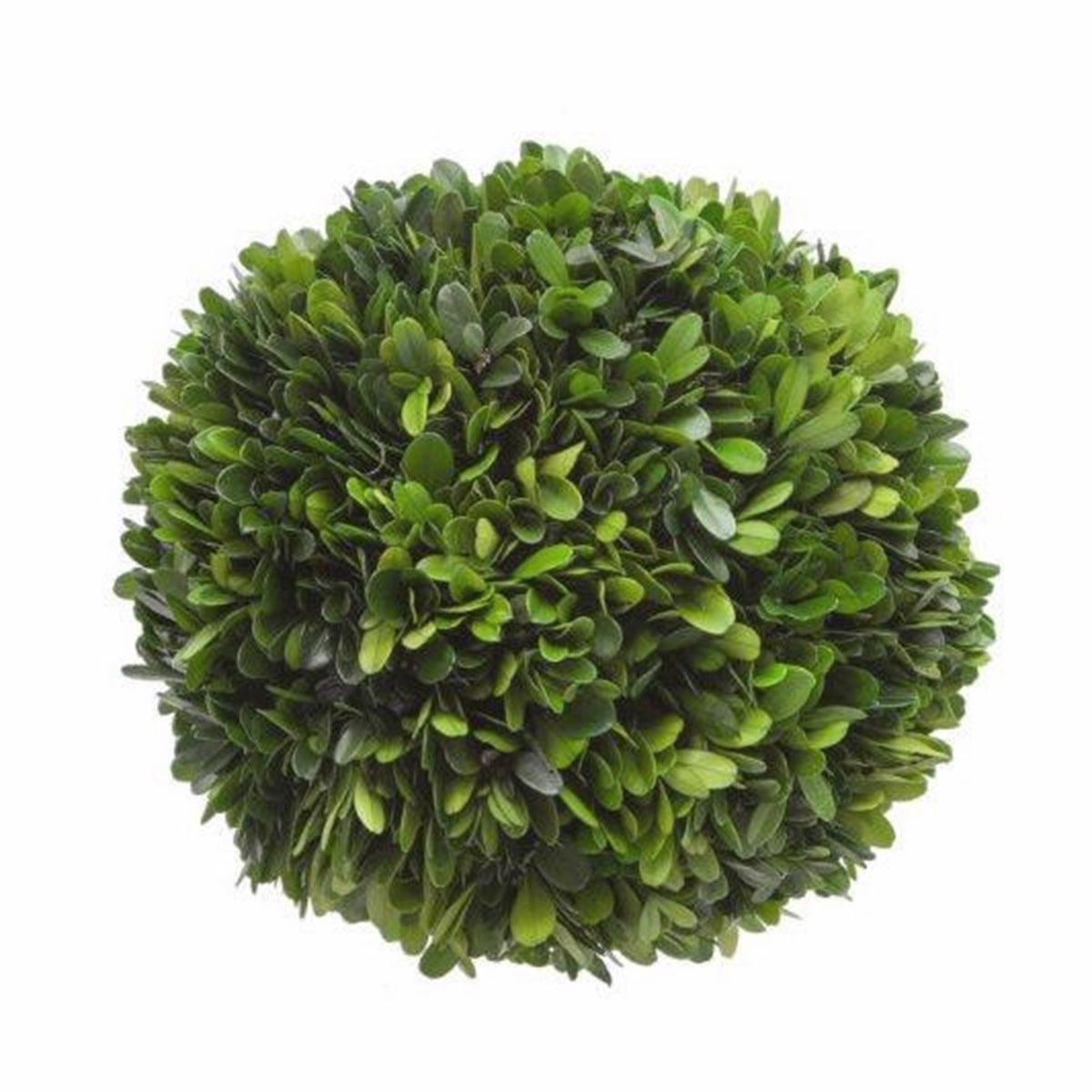 An image of Winward Boxwood Ball 8" Green