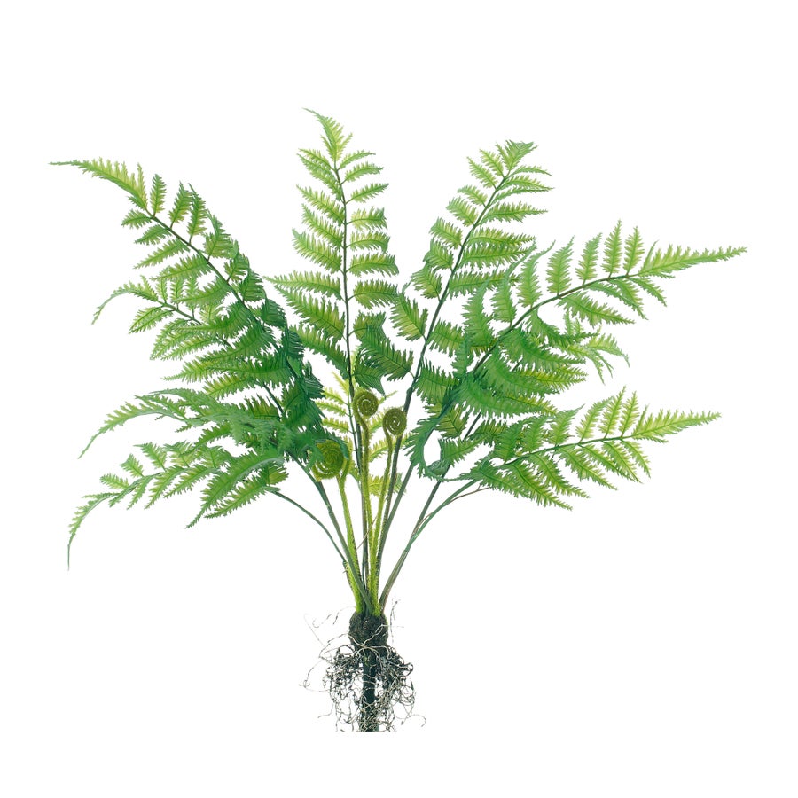 An image of Winward Fern Bush with Root