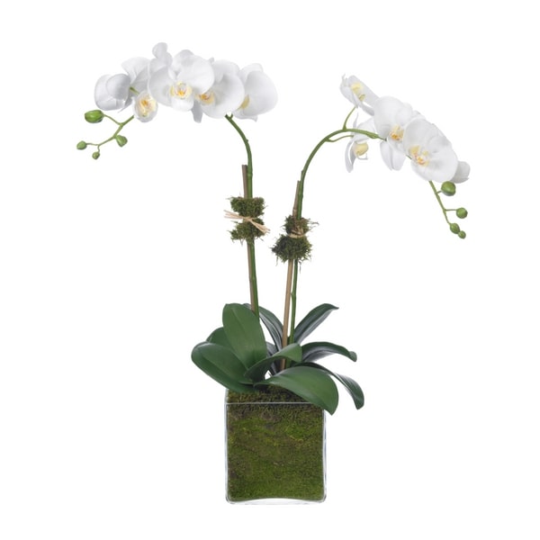 Diane James Home Phalaenopsis Orchids in Glass Cube