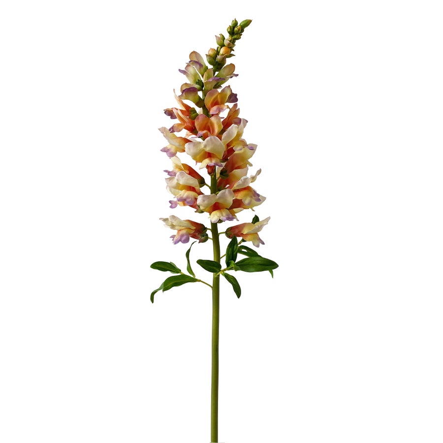 An image of Winward Snapdragon 30" Stem