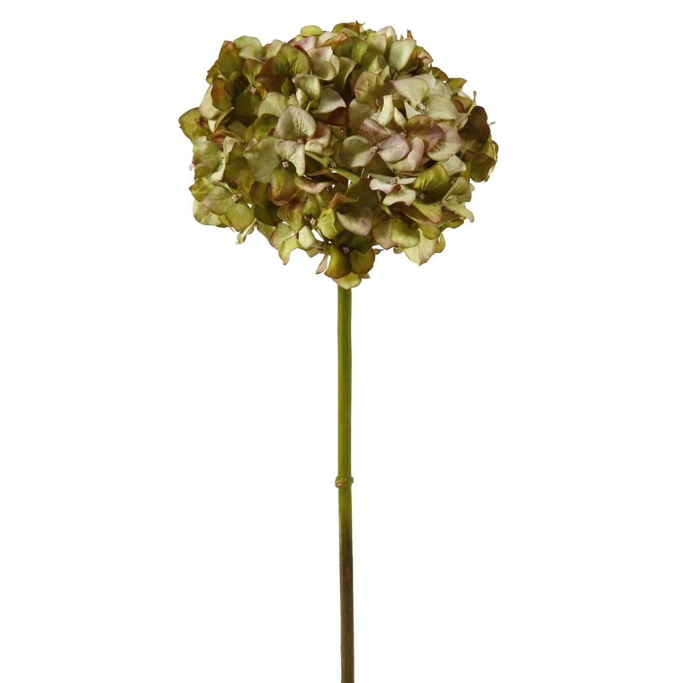 An image of Winward 19" Hydrangea without Leaf