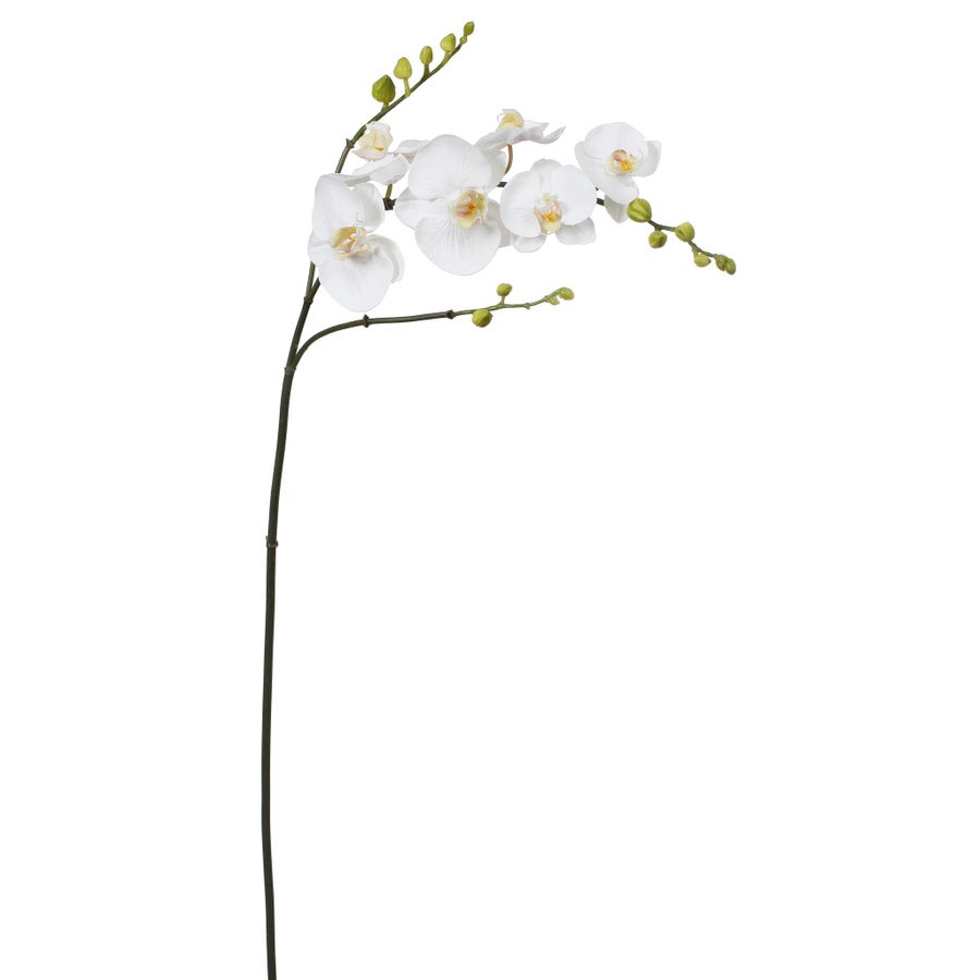 An image of Winward White Orchid Phalaenopsis