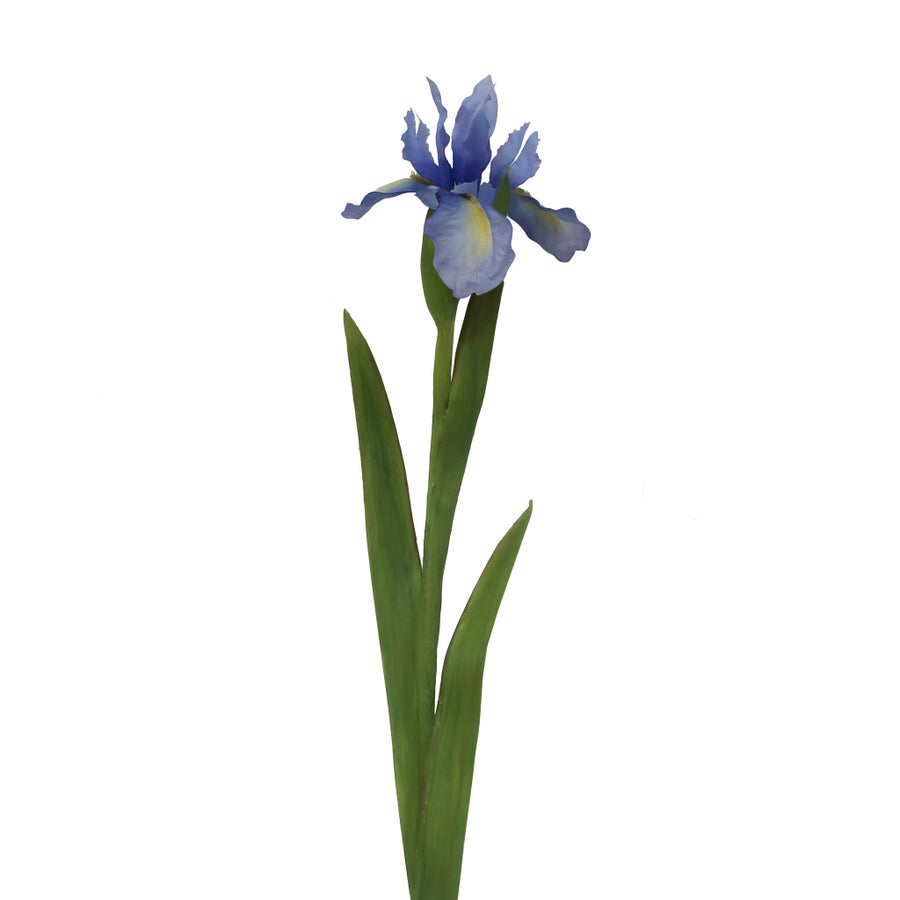 An image of Winward Dutch Iris 30" Stem