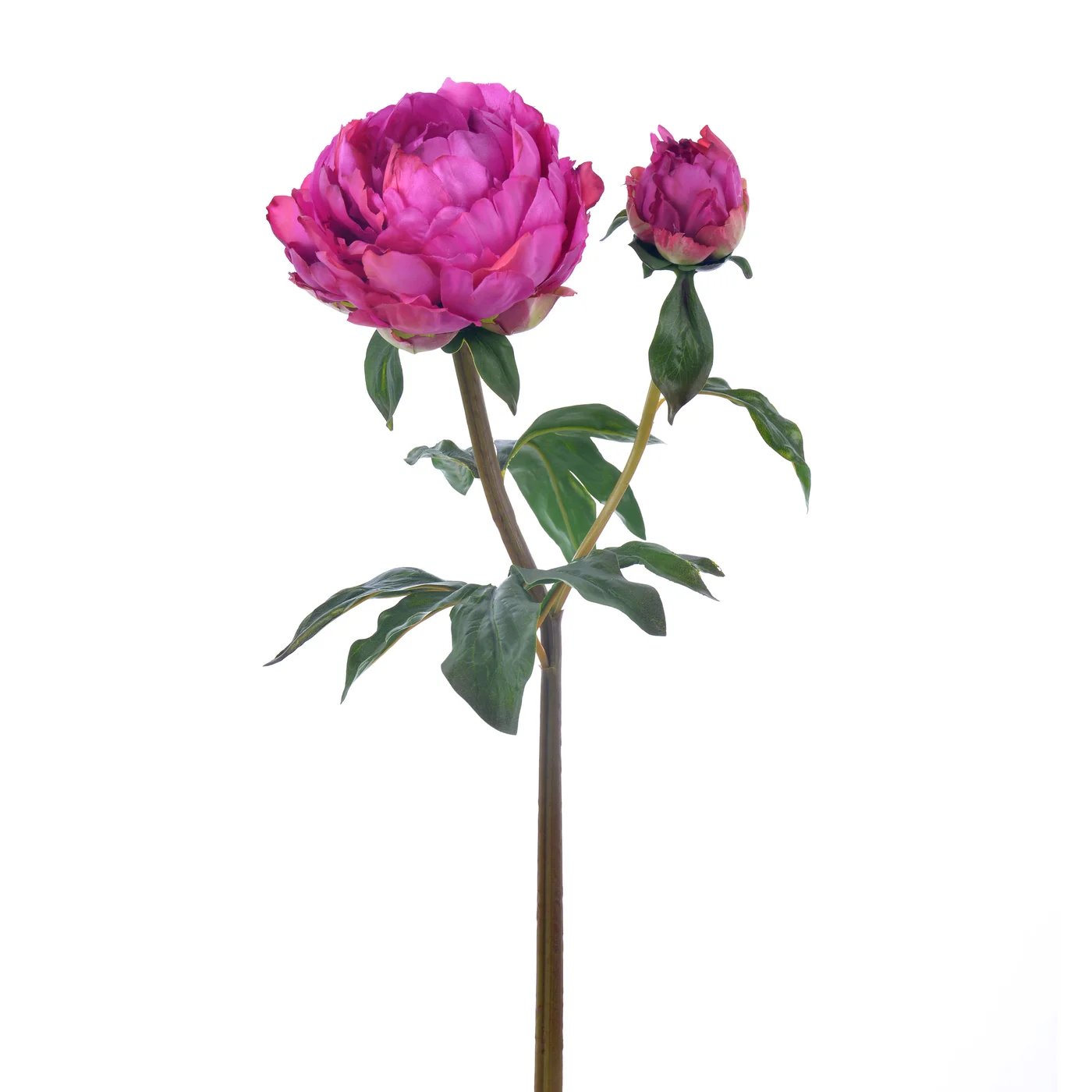 An image of Winward 21.5" Peony Open Stem