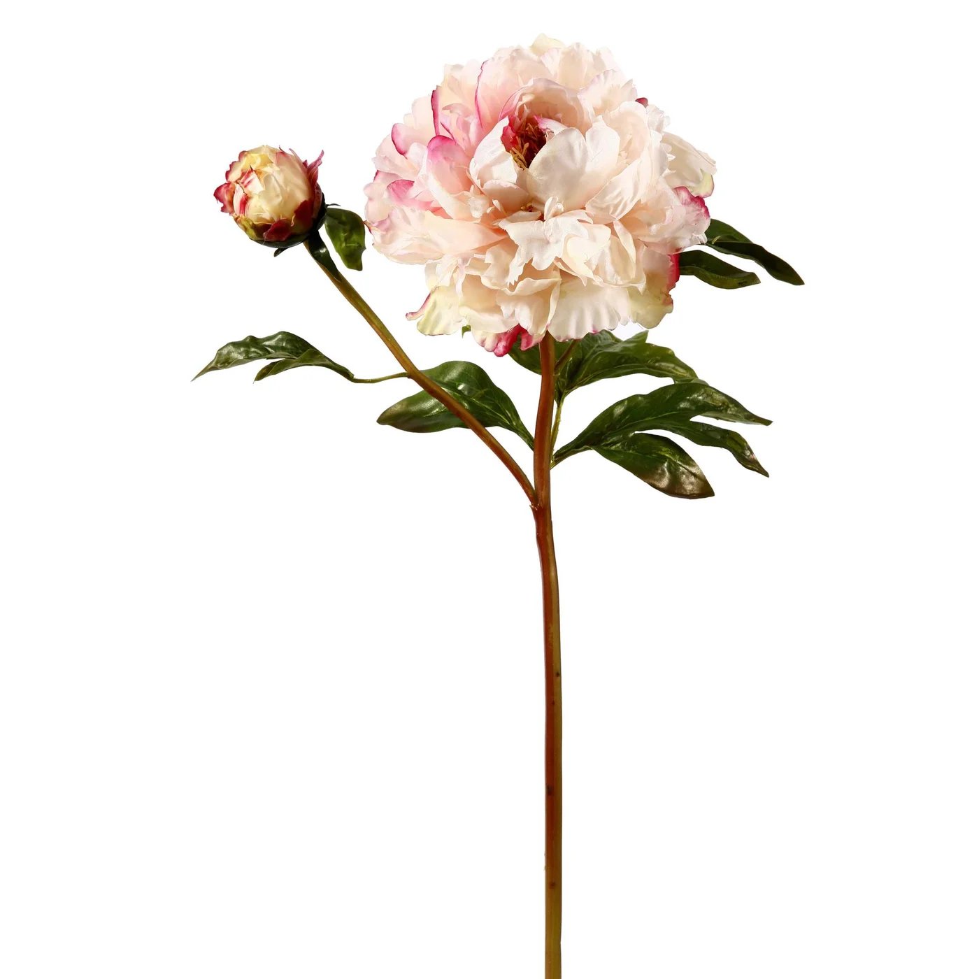 An image of Winward 21.5" Peony Open Stem