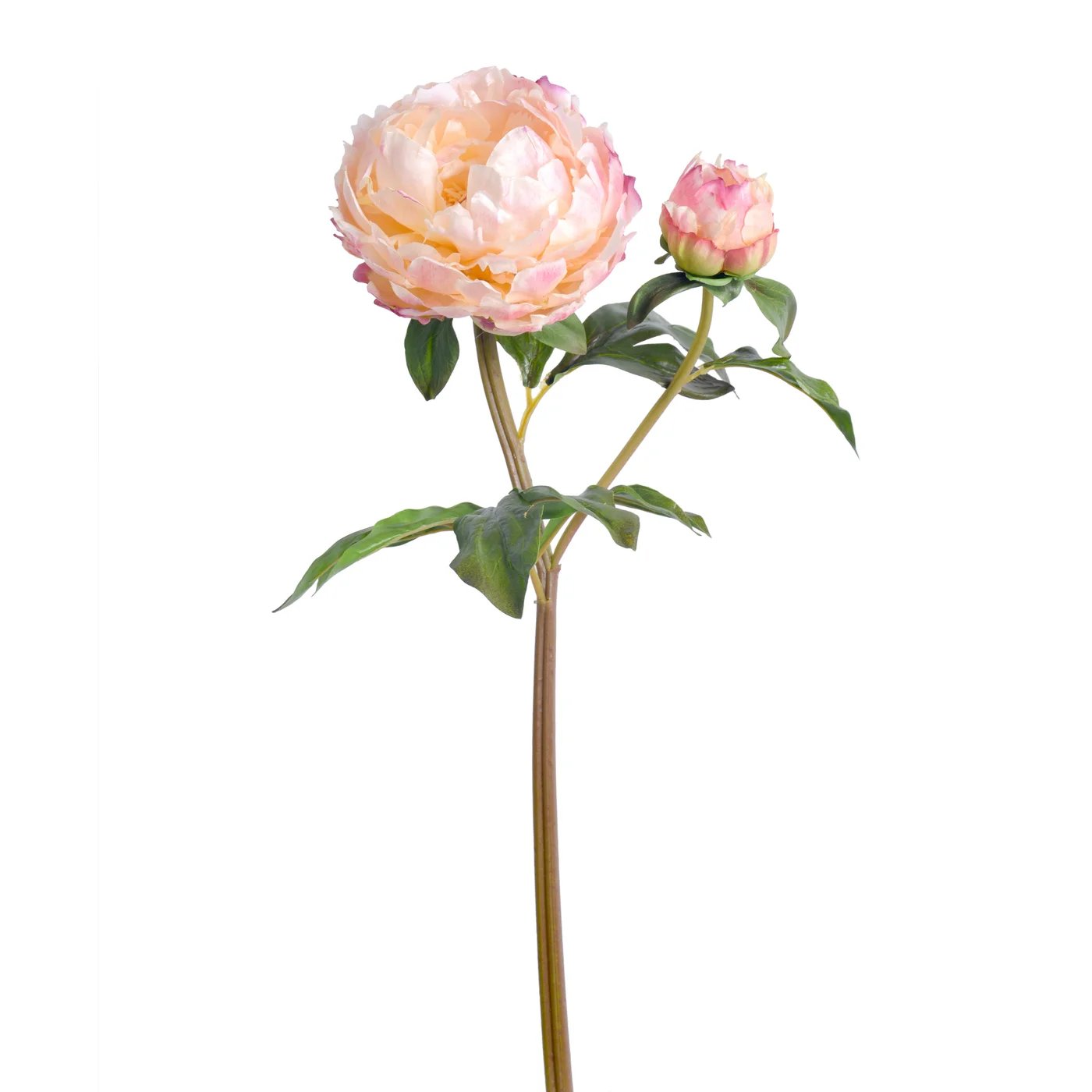 An image of Winward 21.5" Peony Open Stem