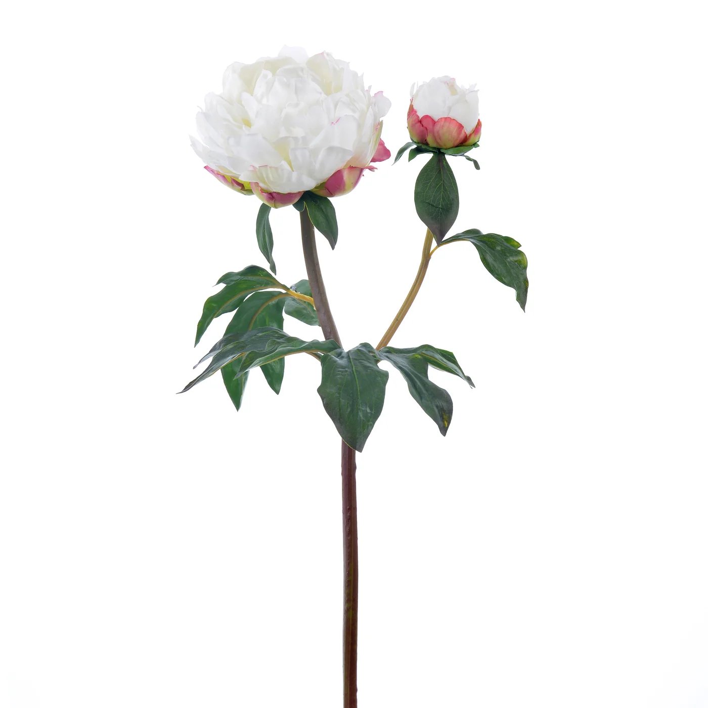 An image of Winward 21.5" Peony Open Stem