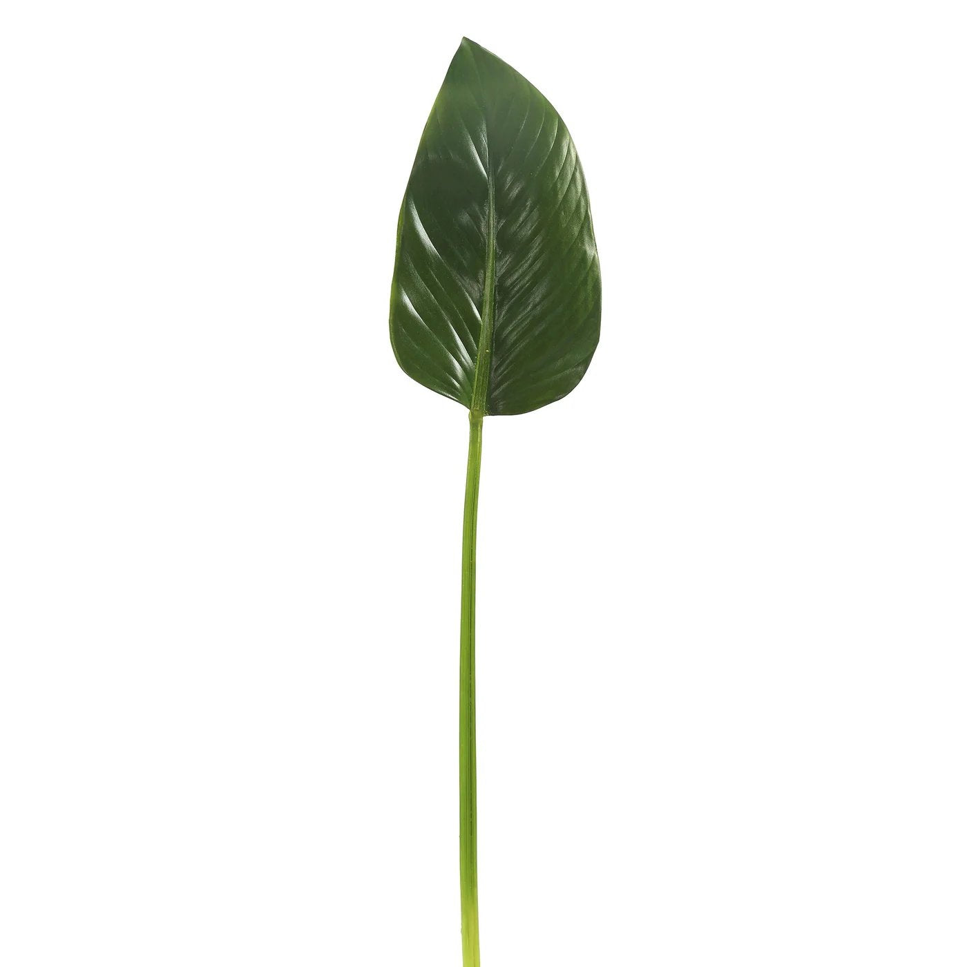 An image of Winward 28" Green Calla Leaf