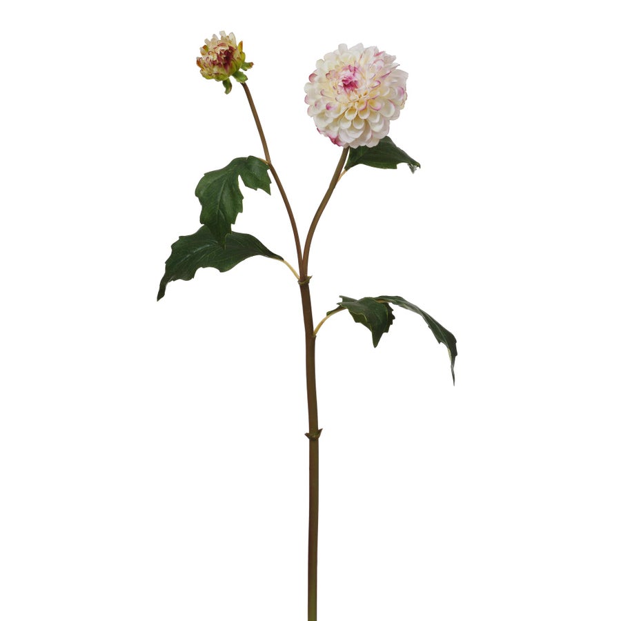 An image of Winward Dahlia 20" Stem