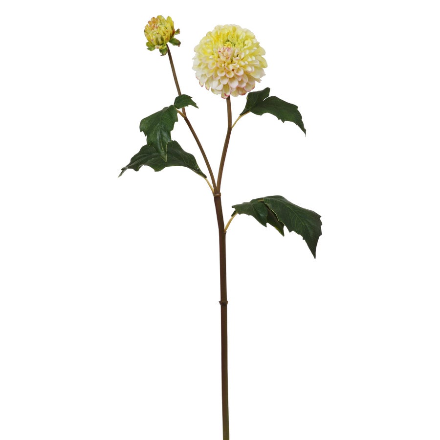 An image of Winward Dahlia 20" Stem