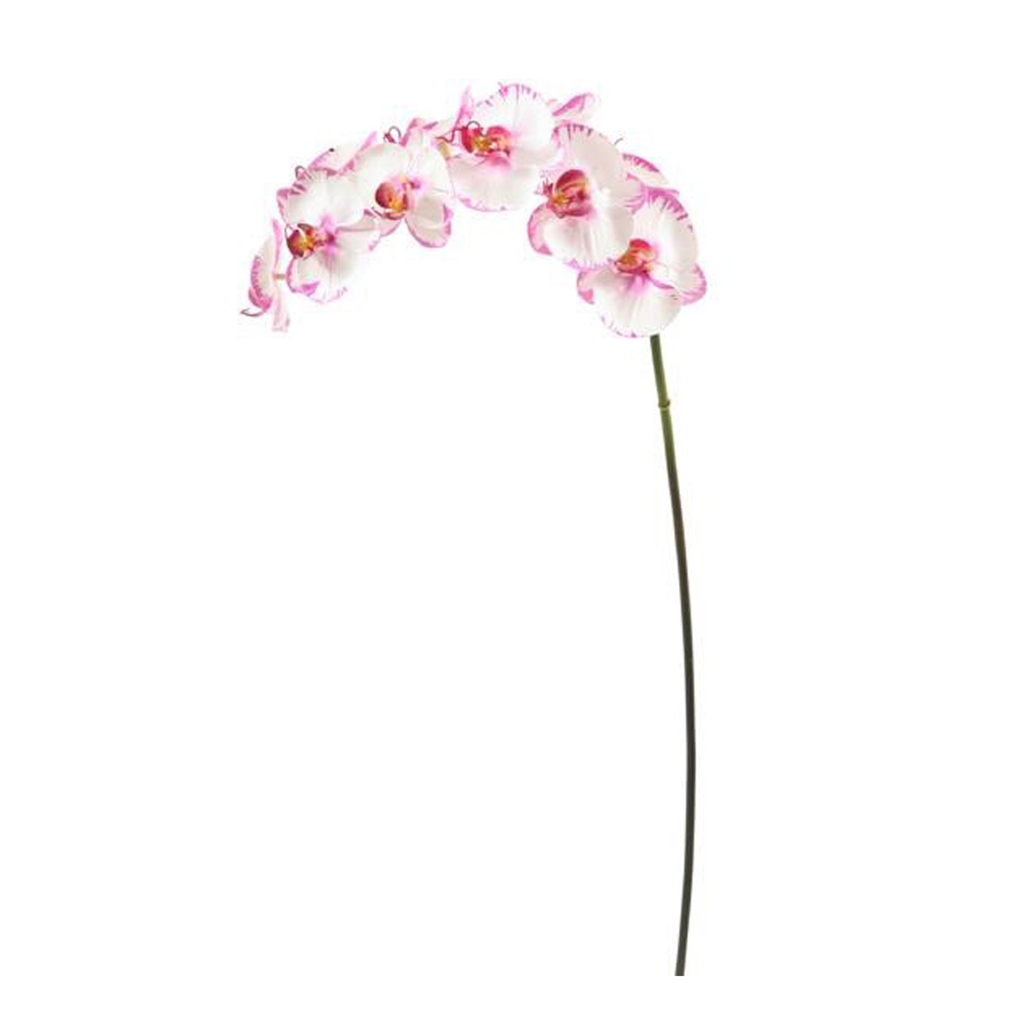 Winward Orchid Phalaenopsis 34" Stem