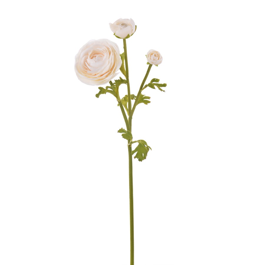 An image of Winward Ranunculus 22.5" Stem