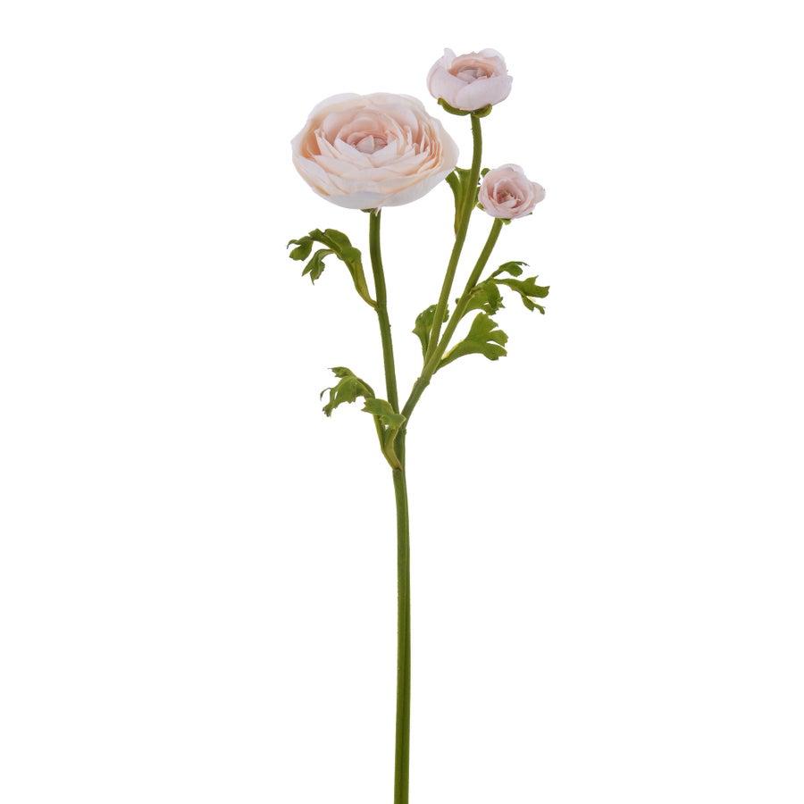 An image of Winward Ranunculus 22.5" Stem