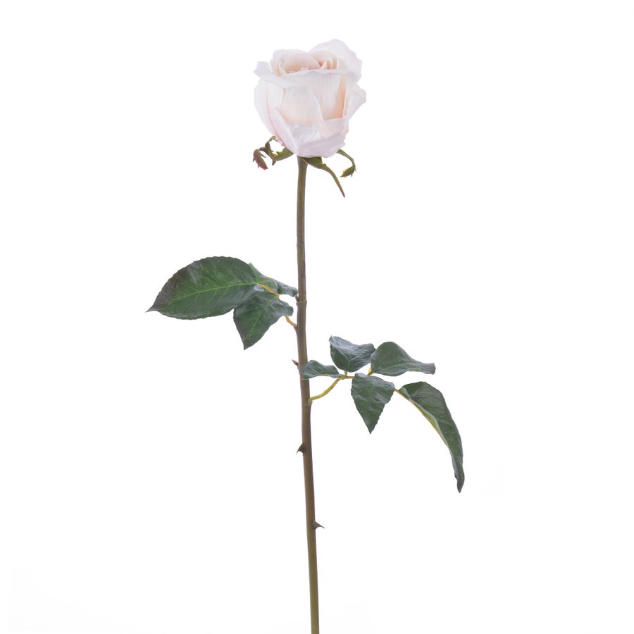 An image of Winward Rose 20.5" Bud Pick