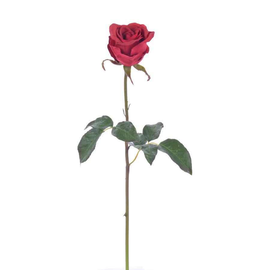 An image of Winward Rose 20.5" Bud Pick