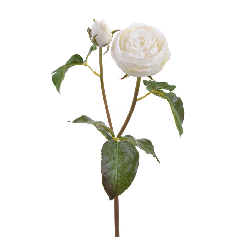 An image of Winward 20" Rose English Cambridge Stem