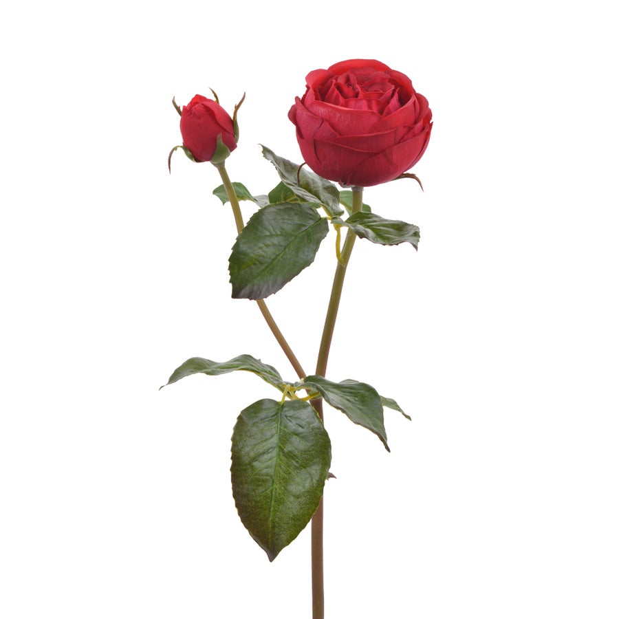 An image of Winward 20" Rose English Cambridge Stem