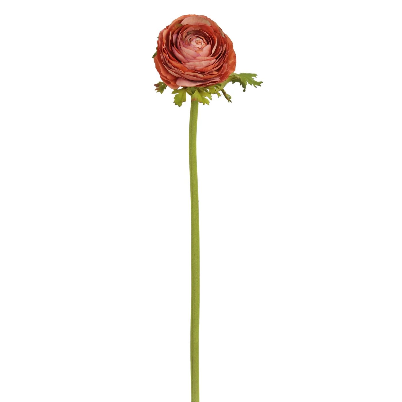 An image of Winward Ranunculus Open Garden Dry