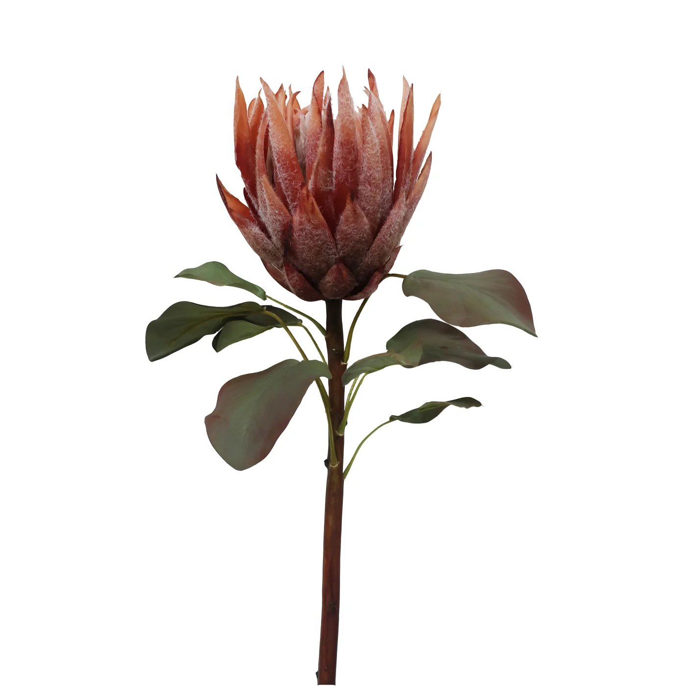 An image of Winward Mauve Brown King Protea Stem