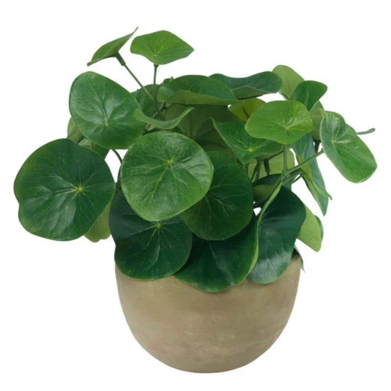 An image of Diane James Blooms Pilea plant in terracotta bowl