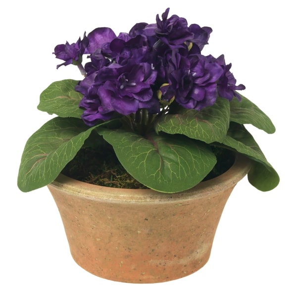 An image of Diane James Blooms Purple African violet plant in terracotta planter - 7"d x 7"h