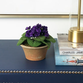 Diane James Blooms Purple African violet plant in terracotta planter - 7"d x 7"h