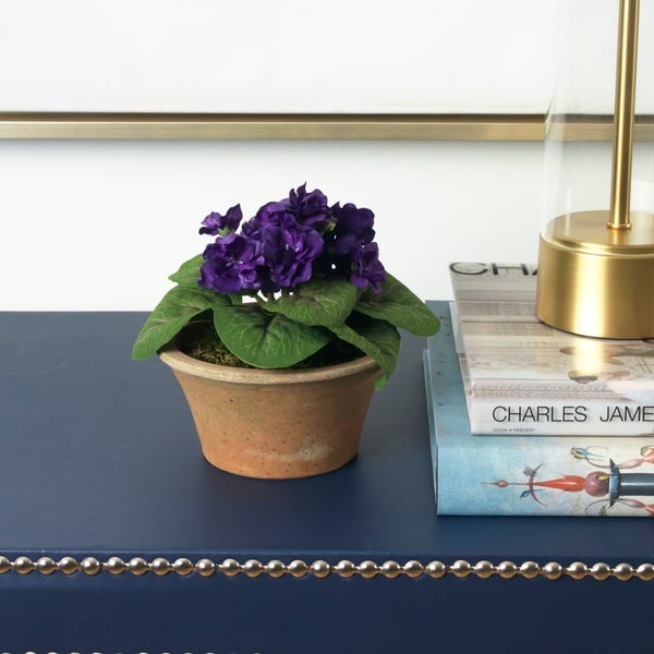 An image of Diane James Blooms Purple African violet plant in terracotta planter - 7"d x 7"h