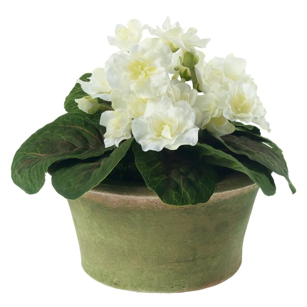 An image of Diane James Blooms White African violet plant in terracotta planter - 7"d x 7" h