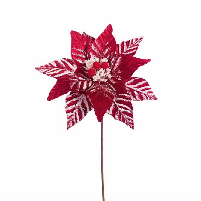 An image of David Christopher Touched by Snow Red-White Poinsettia