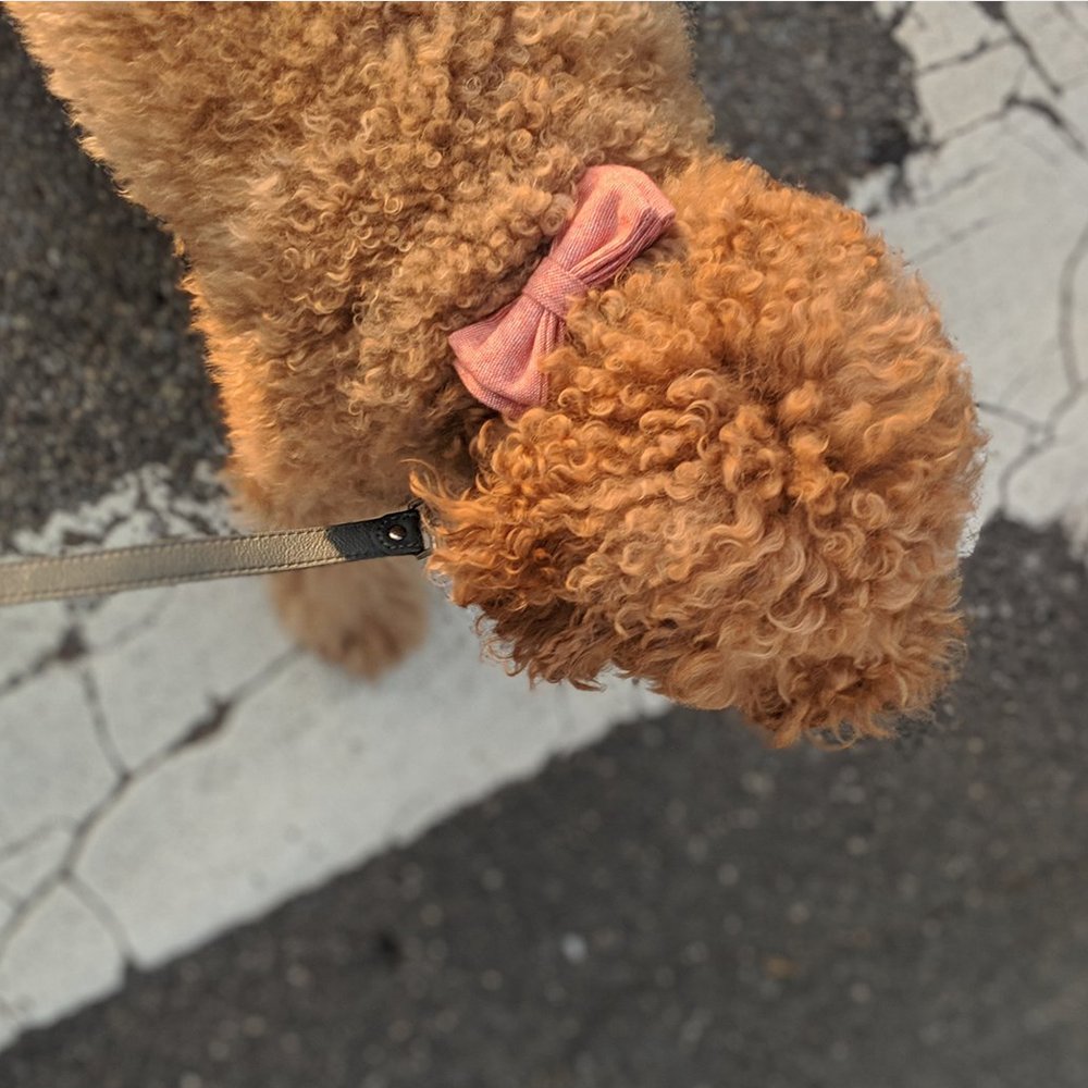 An image of Max-Bone Natasha Bow Tie