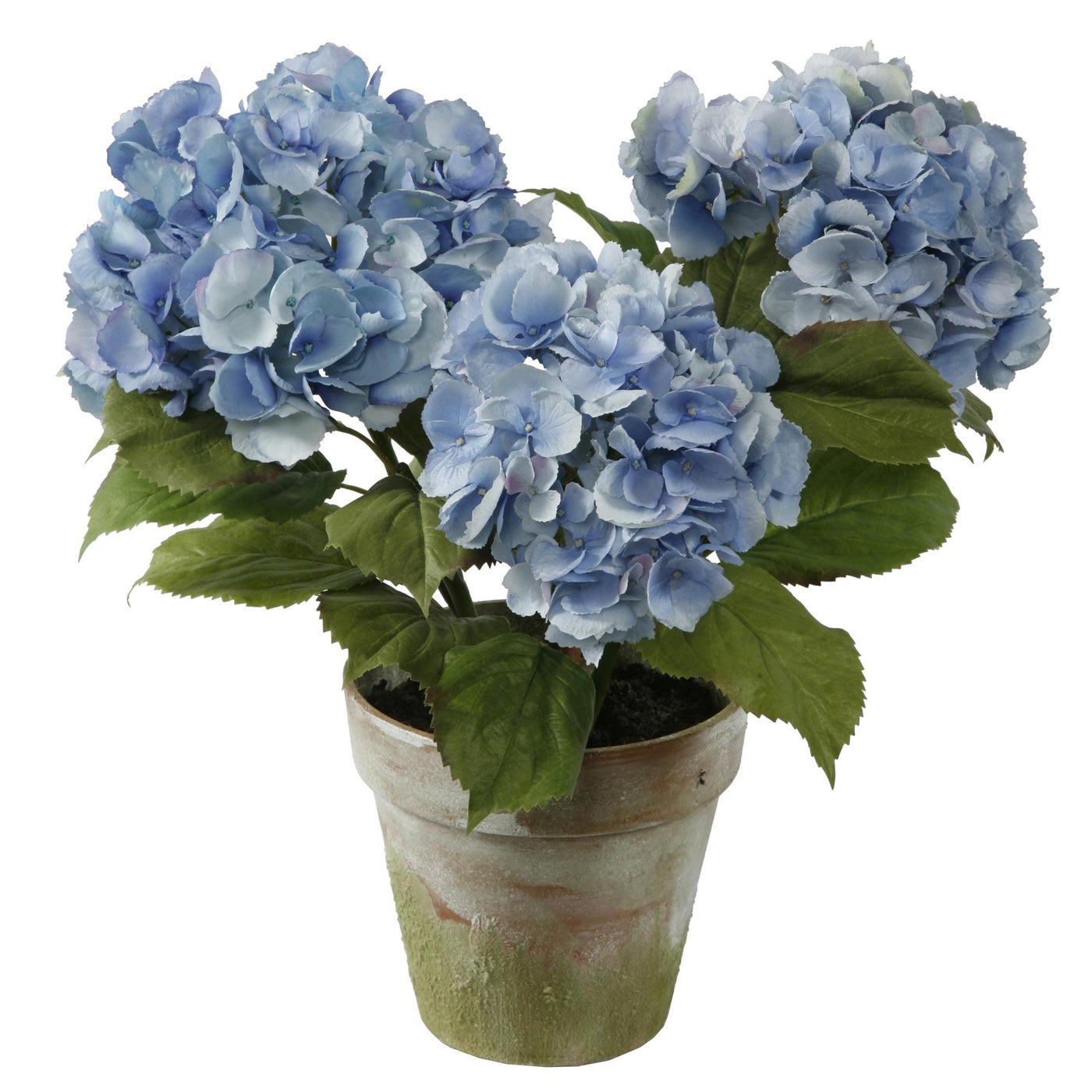An image of Winward Hydrangea x 3 Potted 19"