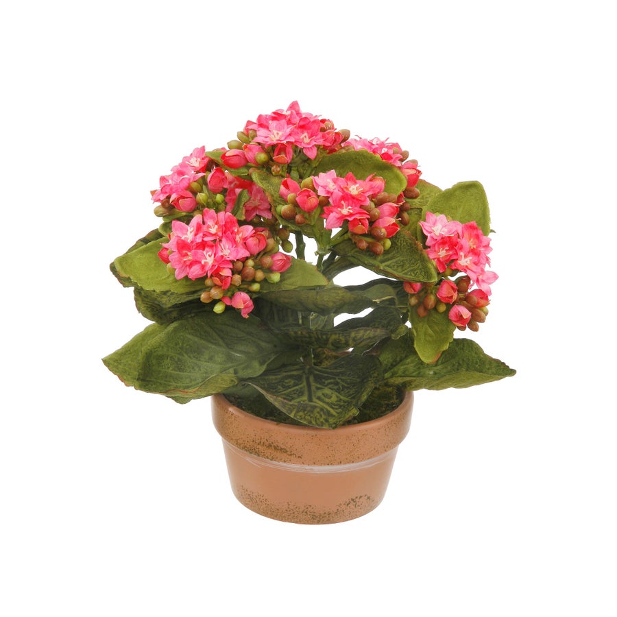 GHP55008PK_Winward_Potted_Mini_Kalanchoe_8_1.jpeg