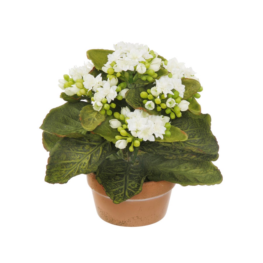 GHP55008WH_Winward_Potted_Mini_Kalanchoe_8_1.jpeg