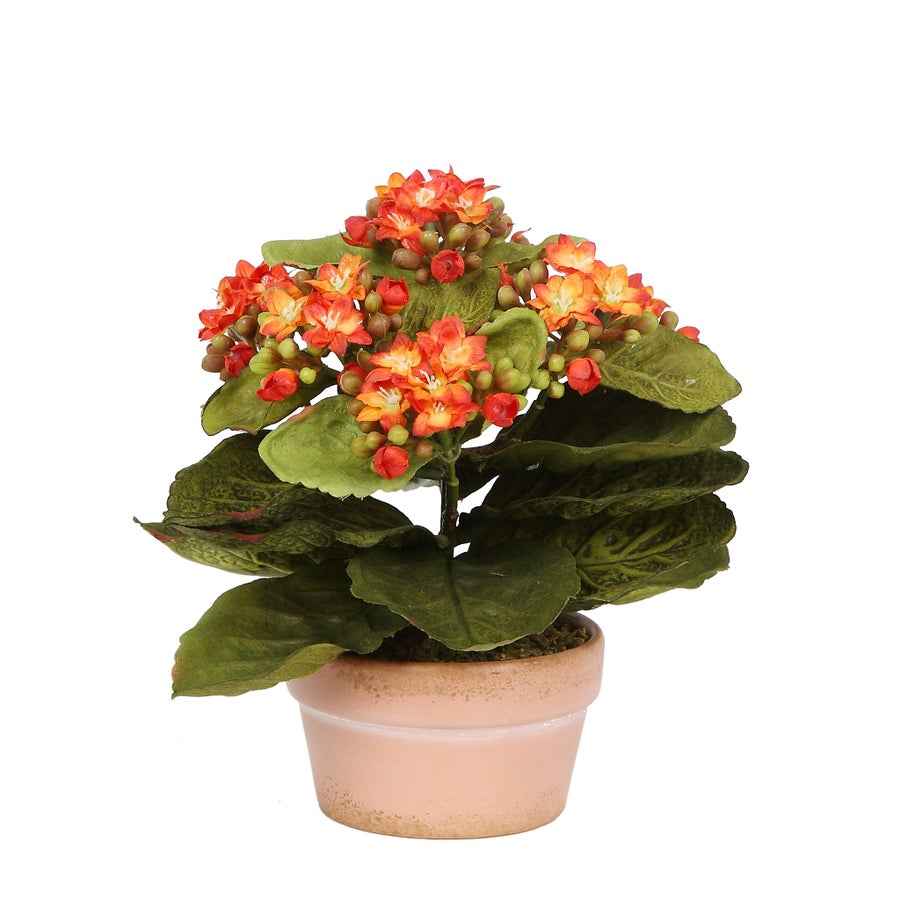 GHP55009OR_Winward_Potted_Mini_Kalanchoe_8_1.jpeg