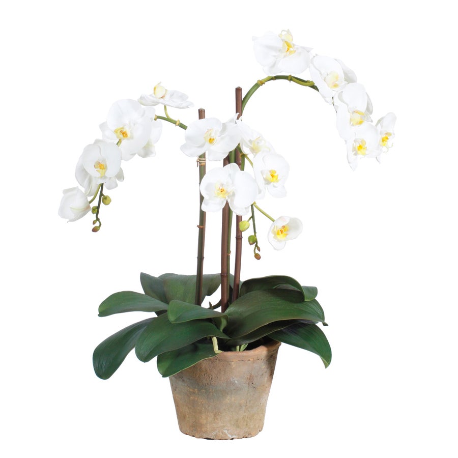 An image of Winward White 19" Phalaenopsis Potted Planter