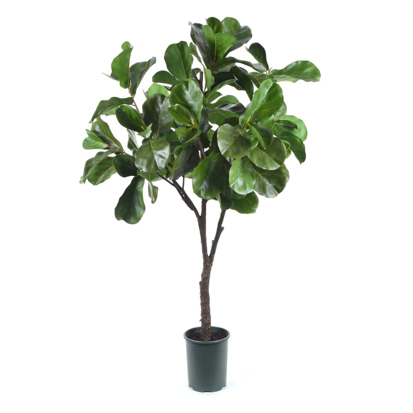 GHPG80002GR_Winward_5_Fiddle_Leaf_Tree_1.jpeg