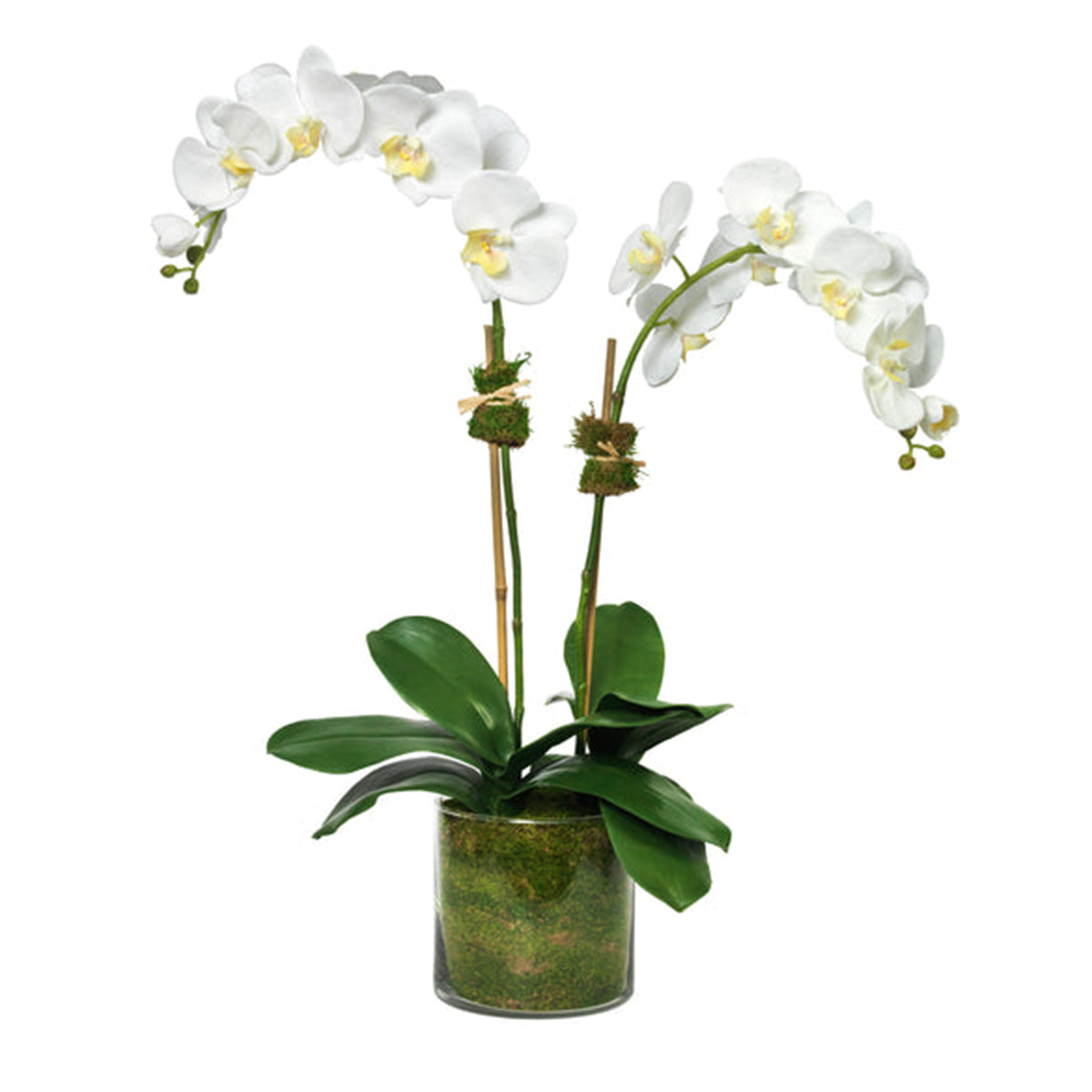 An image of Diane James Phalaenopsis orchid, 2 stems, in glass cylinder