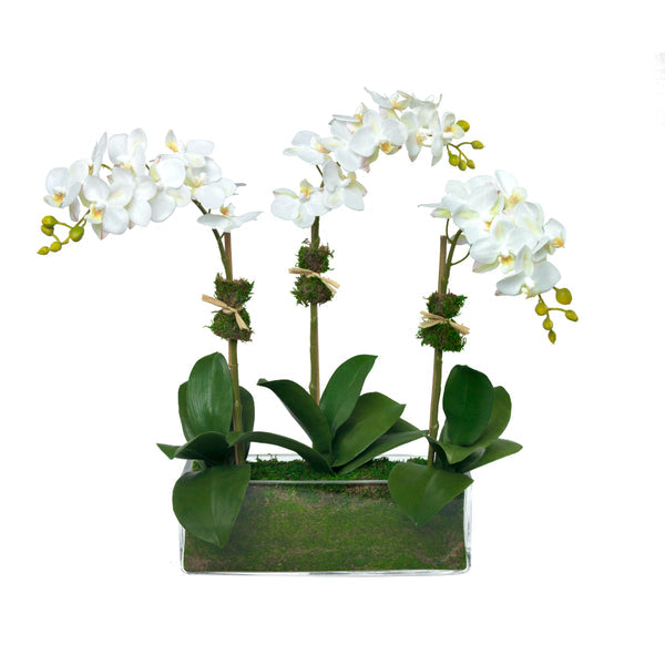 An image of Diane James Phalaenopsis orchid, 3 stems, in glass rectangle